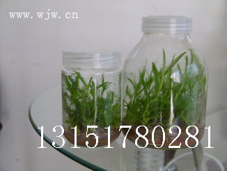 專業(yè)玻璃瓶制造助力食用菌產(chǎn)業(yè) 從菌種瓶到蟲(chóng)草瓶的全產(chǎn)業(yè)鏈解析