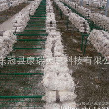 食用菌菌種產(chǎn)業(yè)鏈探析 加工價(jià)格、批發(fā)市場(chǎng)、廠家與進(jìn)出口貿(mào)易